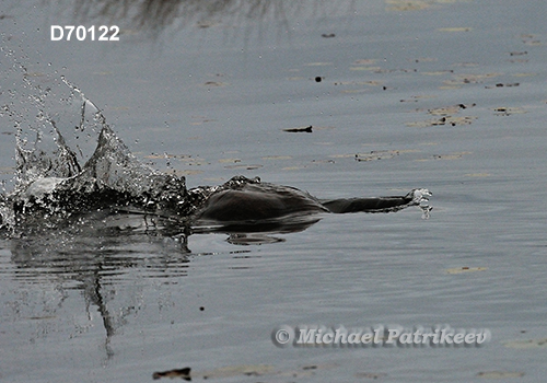 North American Beaver (Castor canadensis)